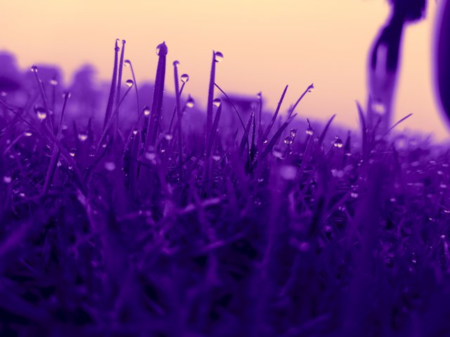 Fondos purpura